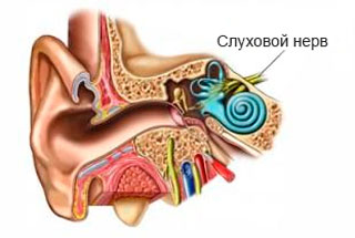 слуховой нерв